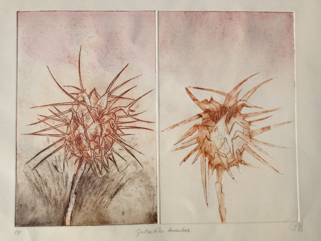 Galactiles Tormentosa Thistles - Etching and Dry Point